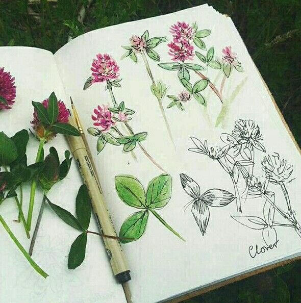 Рисунки для скетчбука растения