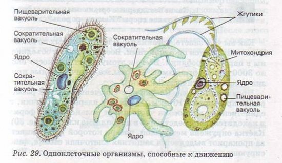 Строение одноклеточных простейших