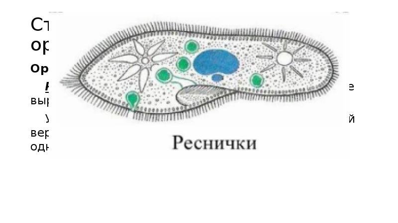 Строение ресничек клетки