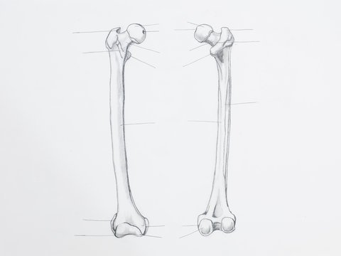 Femur анатомия