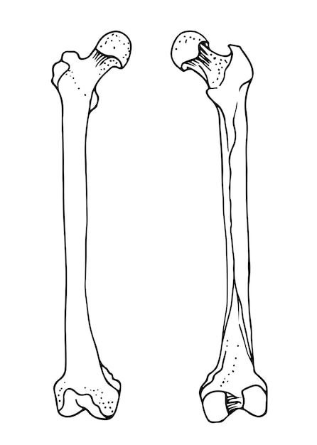 Рисунок бедренной кости
