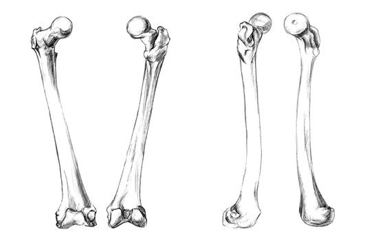 Рисунок бедренной кости
