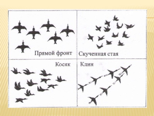 Силуэты перелётных птиц для дошкольников