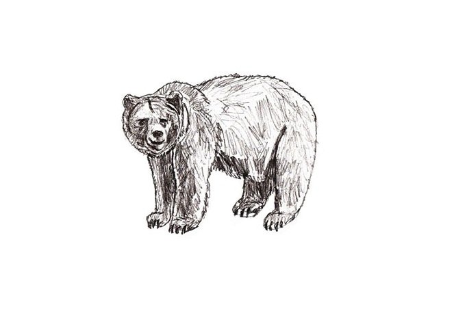 Медведь рисунок карандашом для детей