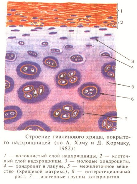 Строение гиалинового хряща гистология