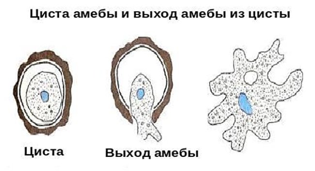 Образование цисты у амебы