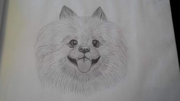 Шпиц рисунок