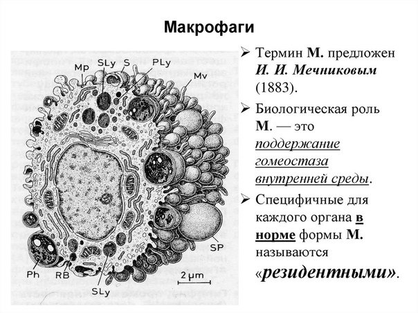 Макрофаг Электронограмма