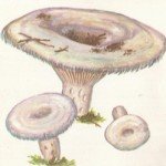 Груздь рисунок