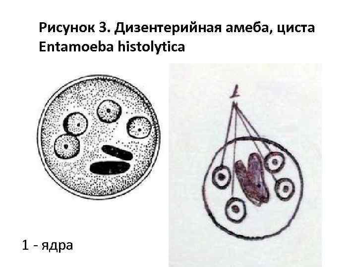 Строение цист дизентерийной амебы
