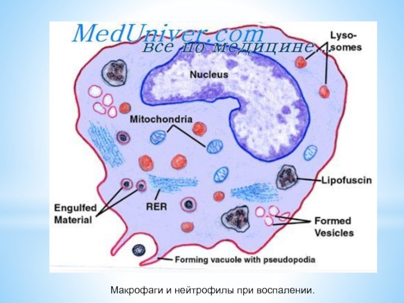 Клетка Макрофаг строение