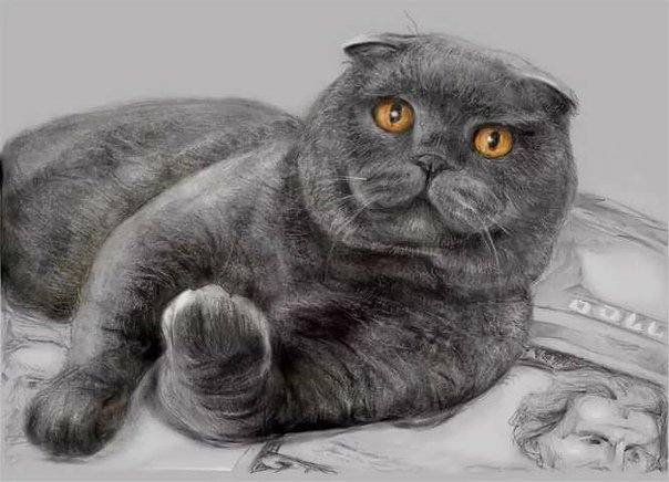Кот Бася Шотландская вислоухая