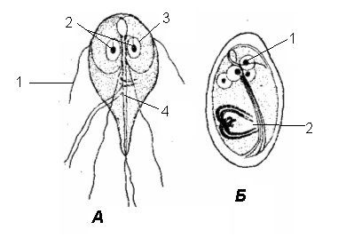 Lamblia intestinalis вегетативная форма