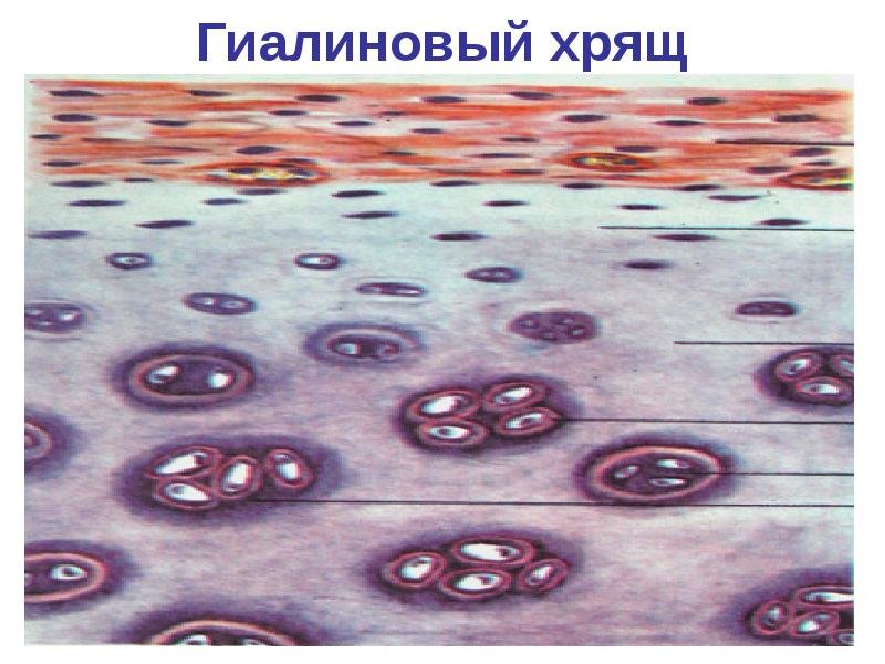 Гиалиновый хрящ гистология