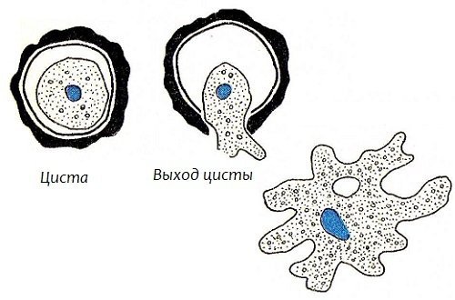 Циста одноклеточных