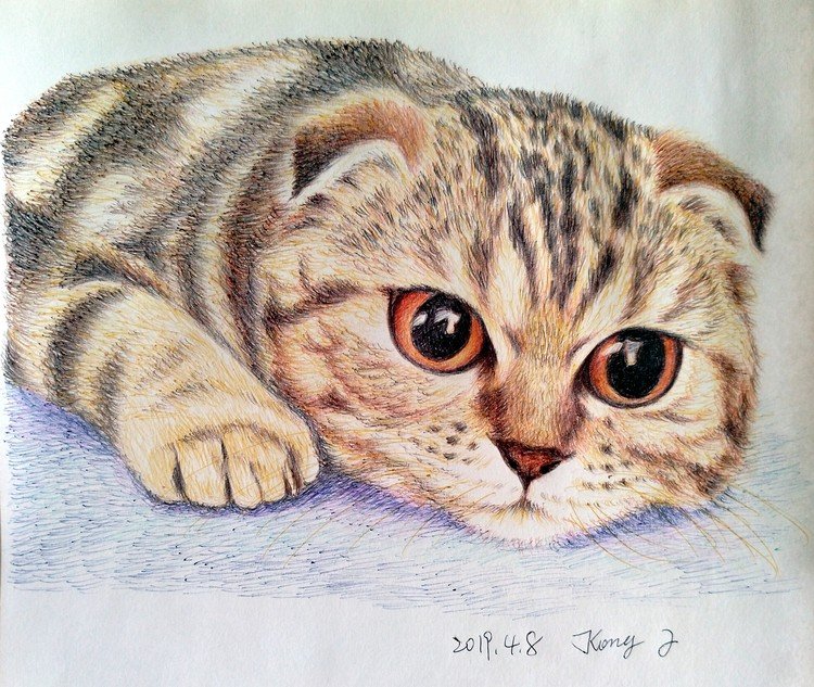 Картина Шотландская вислоухая кошка