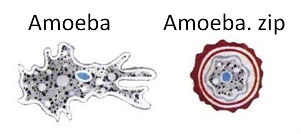 Амёба обыкновенная циста