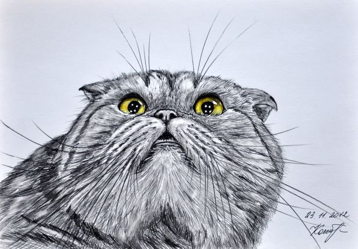 Кот рисунок