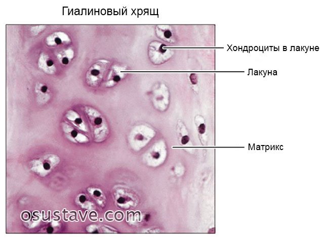 Гиалиновый хрящ