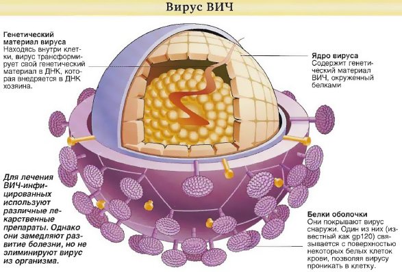 Вирус ВИЧ