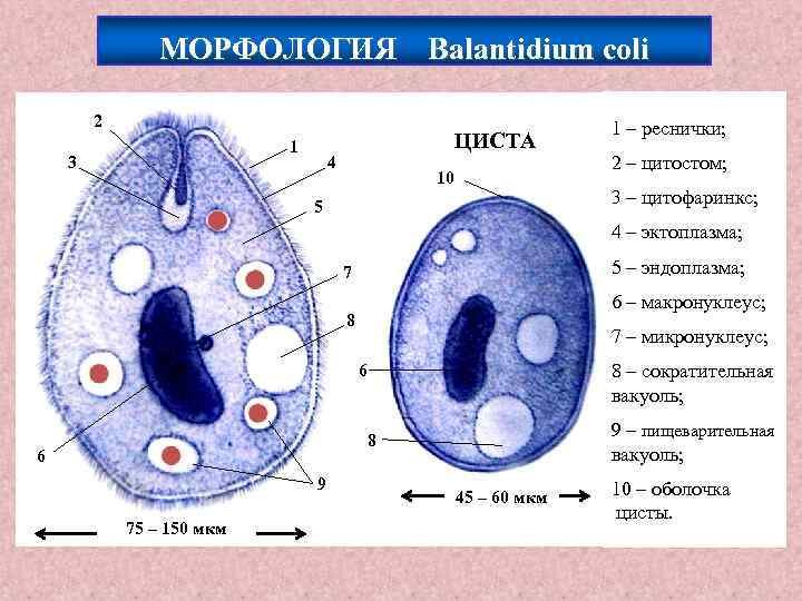 Циста и трофозоит балантидий