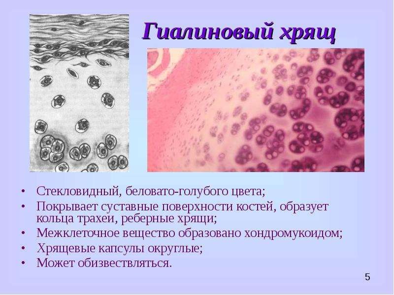 Наличие межклеточного вещества в гиалиновом хряще
