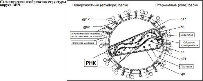 Сложный вирус ВИЧ строение