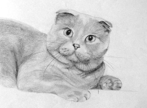 Шотландская вислоухая кошка