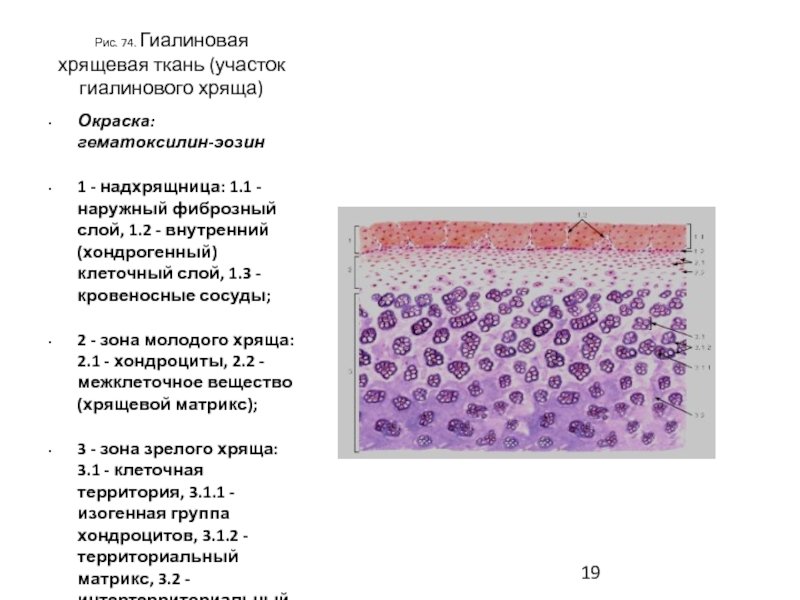 Гиалиновая хрящевая ткань на срезе ребра