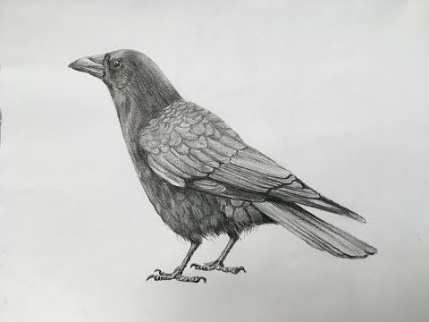 Рисунок вороны карандашом