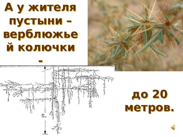 Растения пустыни верблюжья колючка