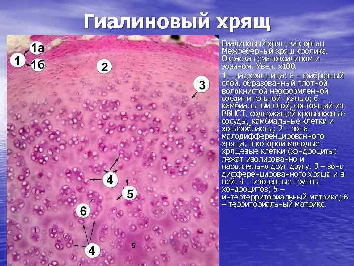 Гиалиновый хрящ гистология окраска
