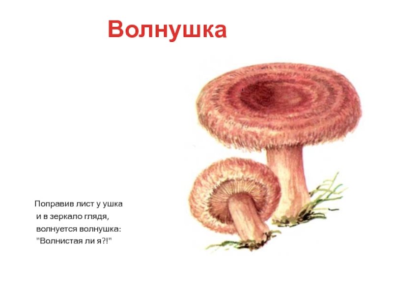 Строение гриба волнушка розовая
