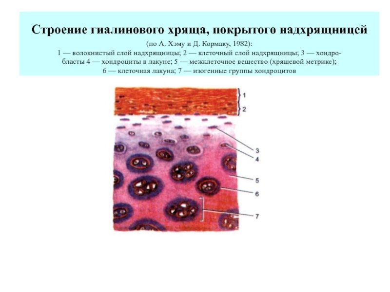 Гиалиновый хрящ структурные компоненты