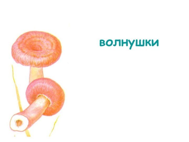Волнушки грибы