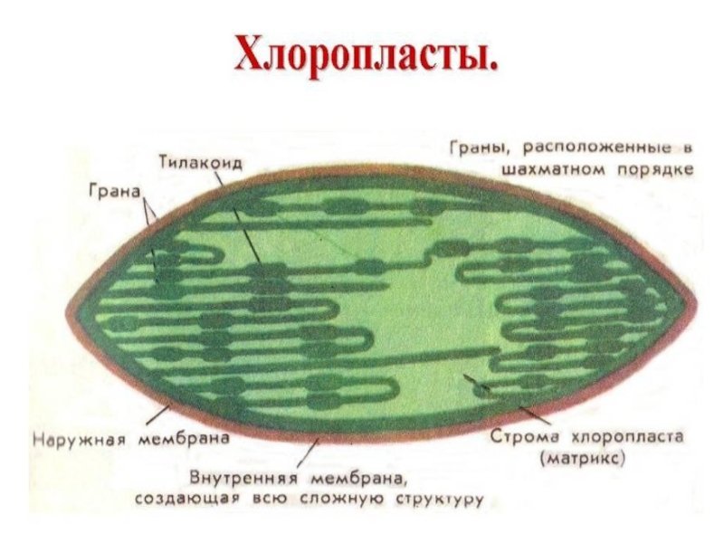 Хлоропласт в клетке рисунок