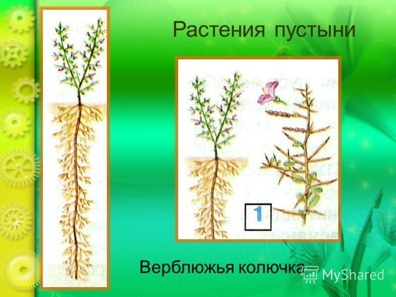 Верблюжья колючка рисунок