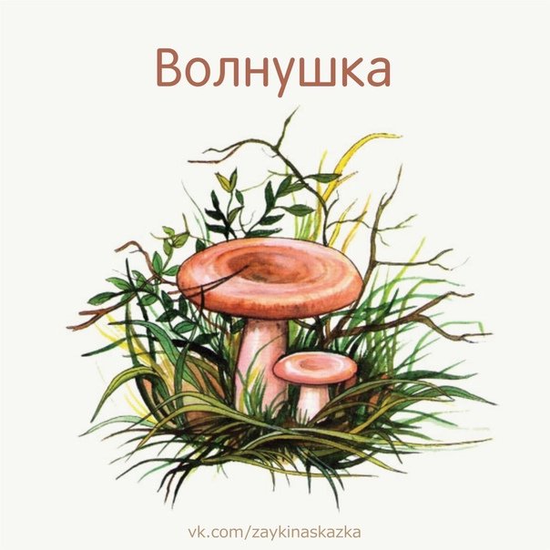 Волнушки грибы