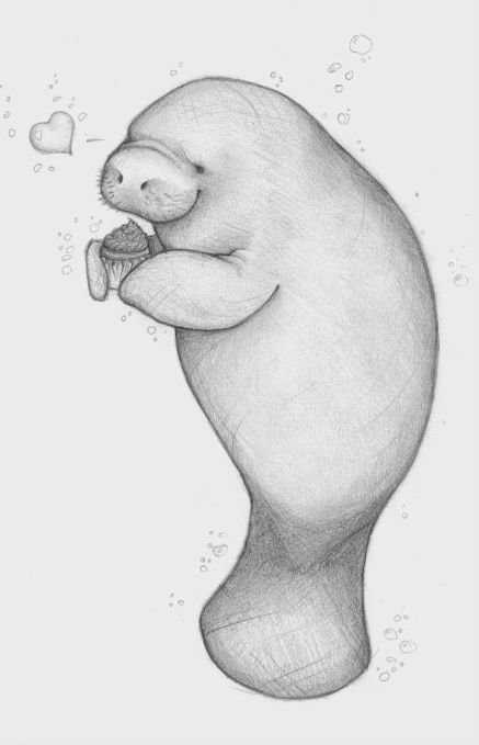 Ламантин рисунок