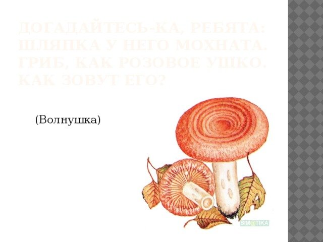 Волнушки грибы