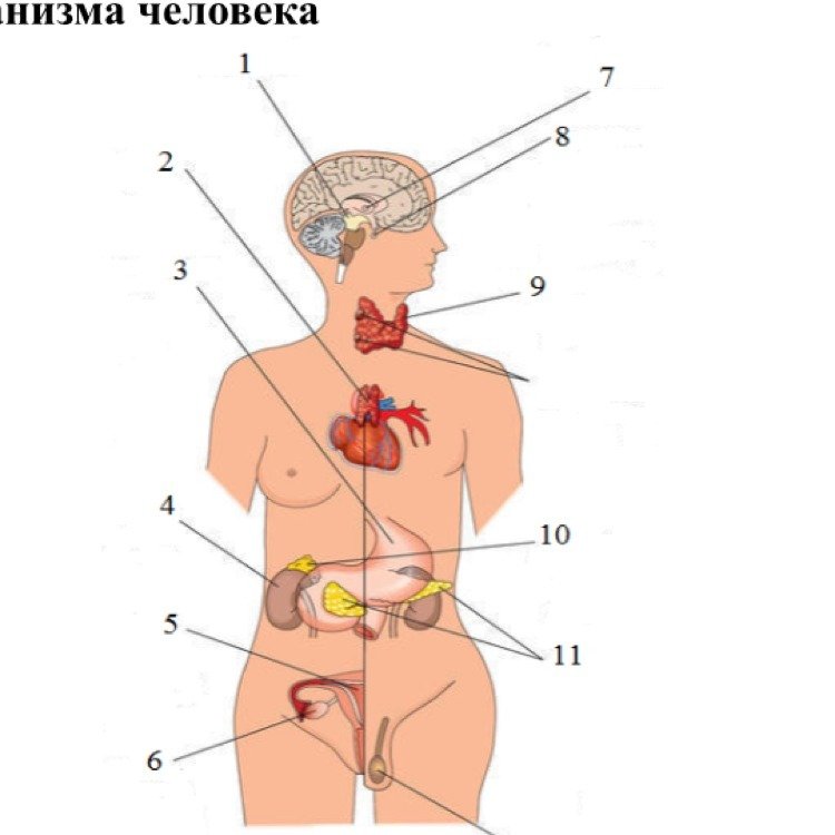 Строение эндокринной системы человека картинка.