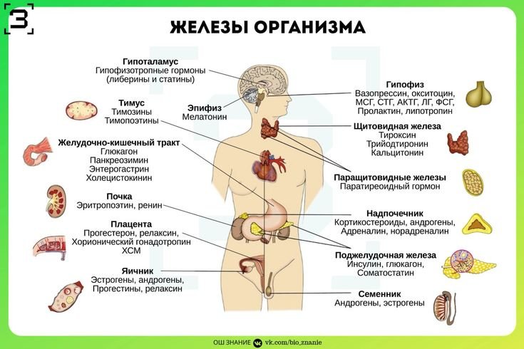 Железы внутренней секреции ЕГЭ биология