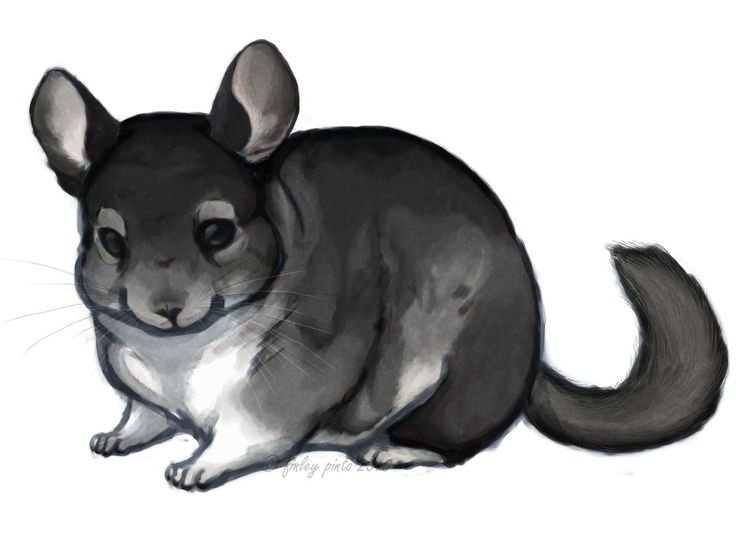 Шиншилла рисунок