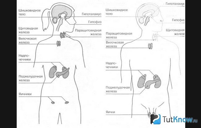 Схема расположения желез внутренней секреции