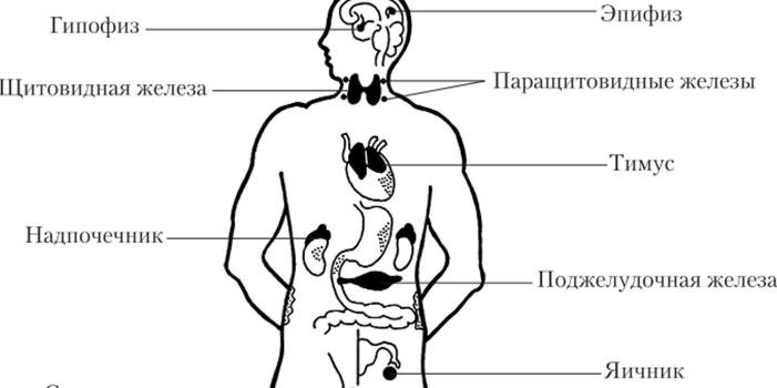 Месторасположение желез внутренней секреции рисунок