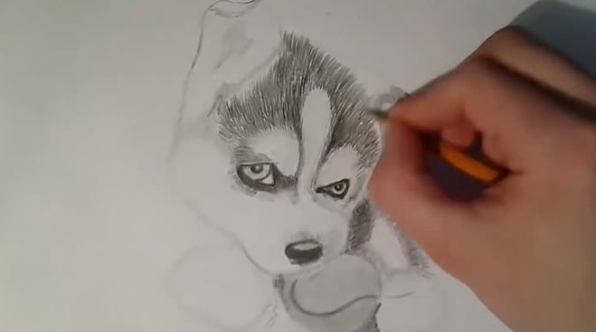 Хаски рисунок карандашом