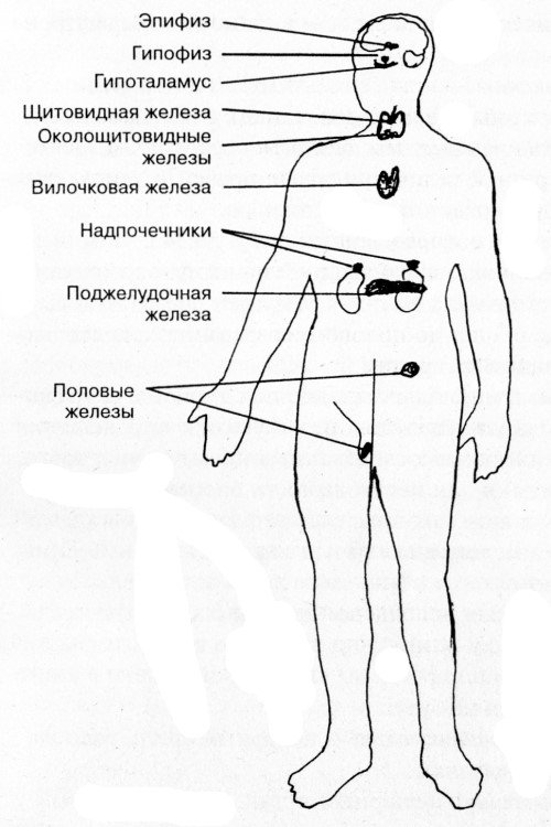 Схема расположения желез внутренней секреции