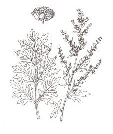 Полынь трехзубчатая Artemisia