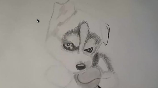 Хаски рисовать карандашом