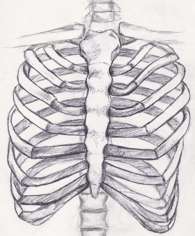 EXTREMITAS anterior ребра